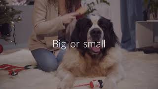 At Sun City Grooming we take care of your furry family