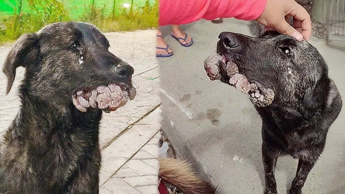 He suffered from papillomas, with hundreds of tumors in his mouth for years, but no one helped him! - YouTube