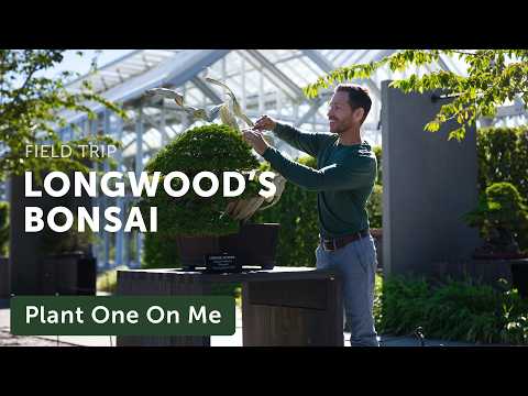The BONSAI MASTERPIECES of LONGWOOD GARDENS Revealed — Ep. 434