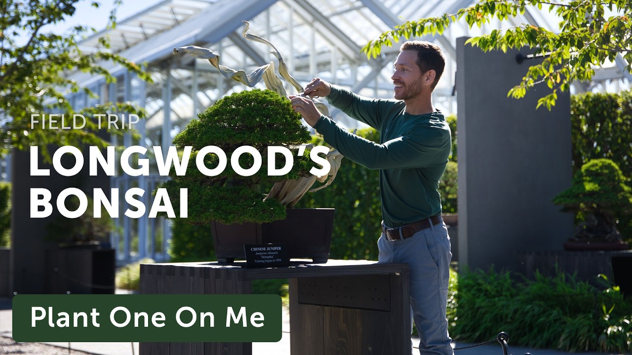 The BONSAI MASTERPIECES of LONGWOOD GARDENS Revealed — Ep. 434