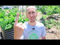 Doing This ONE THING Eliminates 90% of PEST PROBLEMS in the Garden