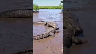 A big fight between Monster Lizards and Crocodile 🐊 #wildlife #ferious #death