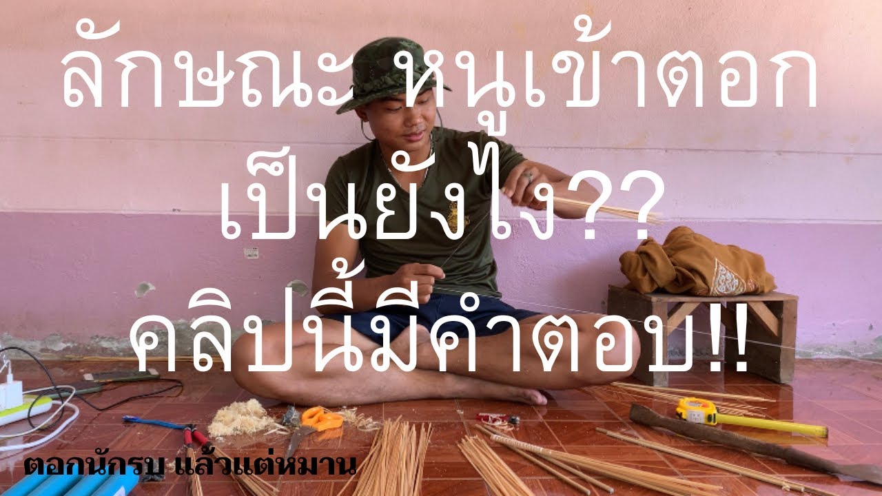 ลักษณะหนูเข้าตอก เป็นแบบไหน?? คลิปนี้มีคำตอบ #สั่นตอก #ตอกสั่นหนู #ทุ่งนา #หนูนา #หนูพุกใหญ่ #