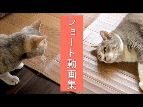 ショート動画集 | モアクリ | Vlog#024