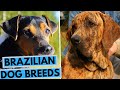 TOP 10 Brazilian Dog Breeds List の動画、YouTube動画。
