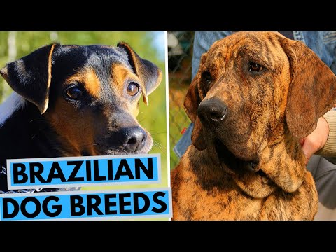 TOP 10 Brazilian Dog Breeds List