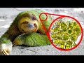 Sloths move so slowly that algae grows on their coats - Fact Show 15