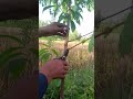 “How to Prune a 1-Year-Old Peach Tree for Healthy Growth #PeachTree #PeachPruning #TreePruning