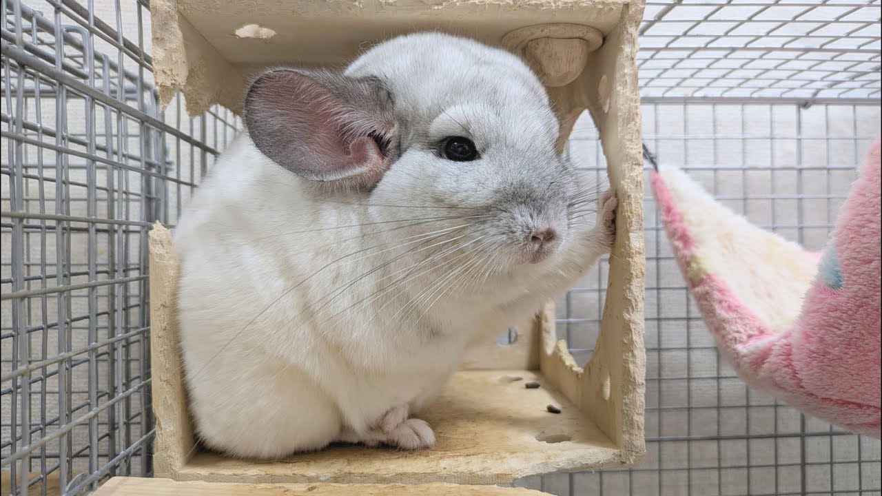 チンチラᐢ.  ̫.ᐢ │ 垂れ流しライブ配信 │ 2026.2.21