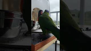 Australia Rainbow Lorikeets in our balcony.  Campbelltown. by Duggan freddy 40 views 4 days ago 4 minutes, 51 seconds