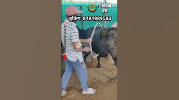 Guide how to use Dairy Farm Anti-Kick Bar Equipment: Installation, Benefits, and Tips #lat #gai