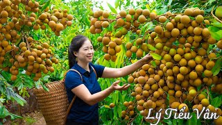 How to harvest Longan & Goes to the market sell  Harvesting and Cooking | Daily Life