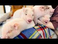 Visiting Japan's Micro Pig Cafe🐷 | mipig cafe Meguro