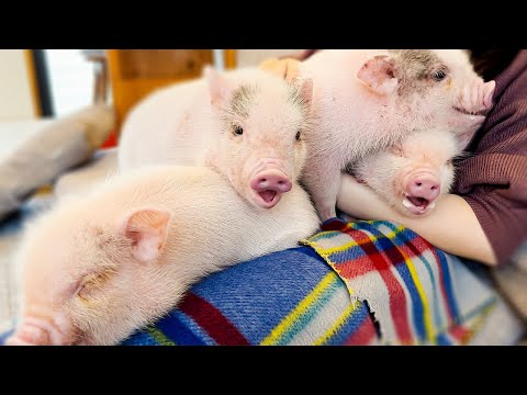 Посещение японского кафе Micro Pig🐷 | мипиг кафе Мегуро