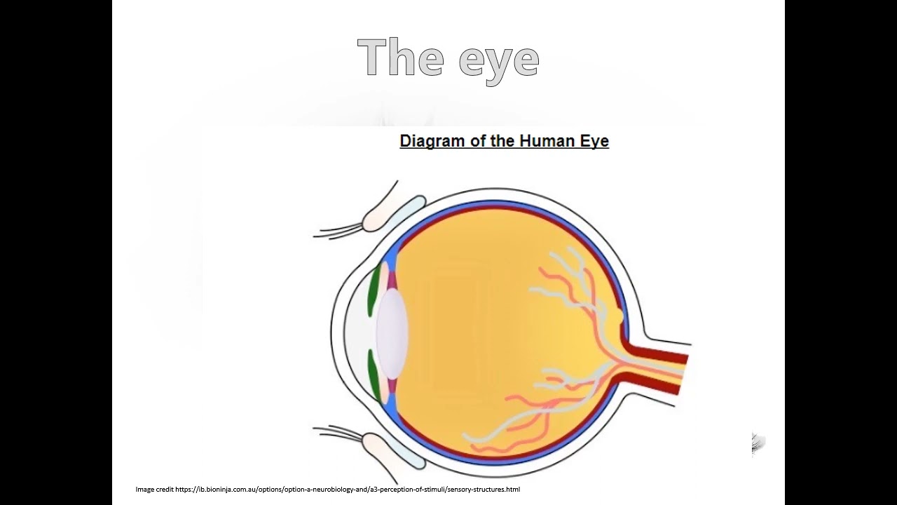 IB Bio A3 Perception lecture video