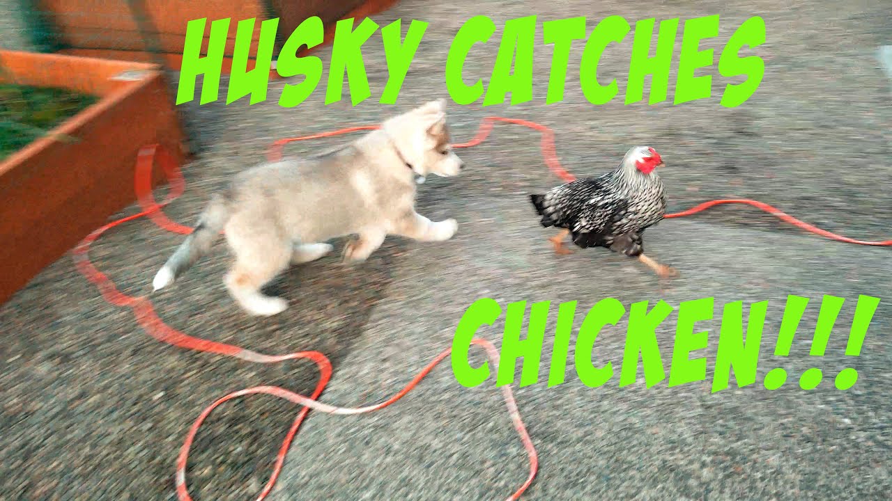 Husky Puppy Chasing Chickens YouTube