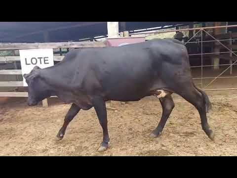 LOTE 14