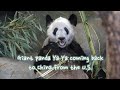 Giant panda Ya Ya coming back to China from the U.S.