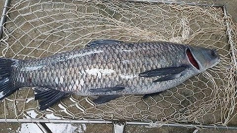 Hướng Dẫn Làm Mồi Câu Cá Trắm Đen | Detailed guide on how to make black carp fishing bait #cauca
