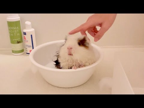 【モルモットのお風呂】シャンプー・泡洗い・保湿・乾燥・ブラッシング　Bathing a guinea pig