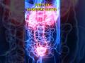 Parts of Excretory System - 3D Animation #shorts #youtubeshorts #3danimation #excretory_system