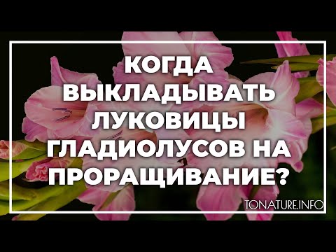 Когда выкладывать луковицы гладиолусов на проращивание? | toNature.Info