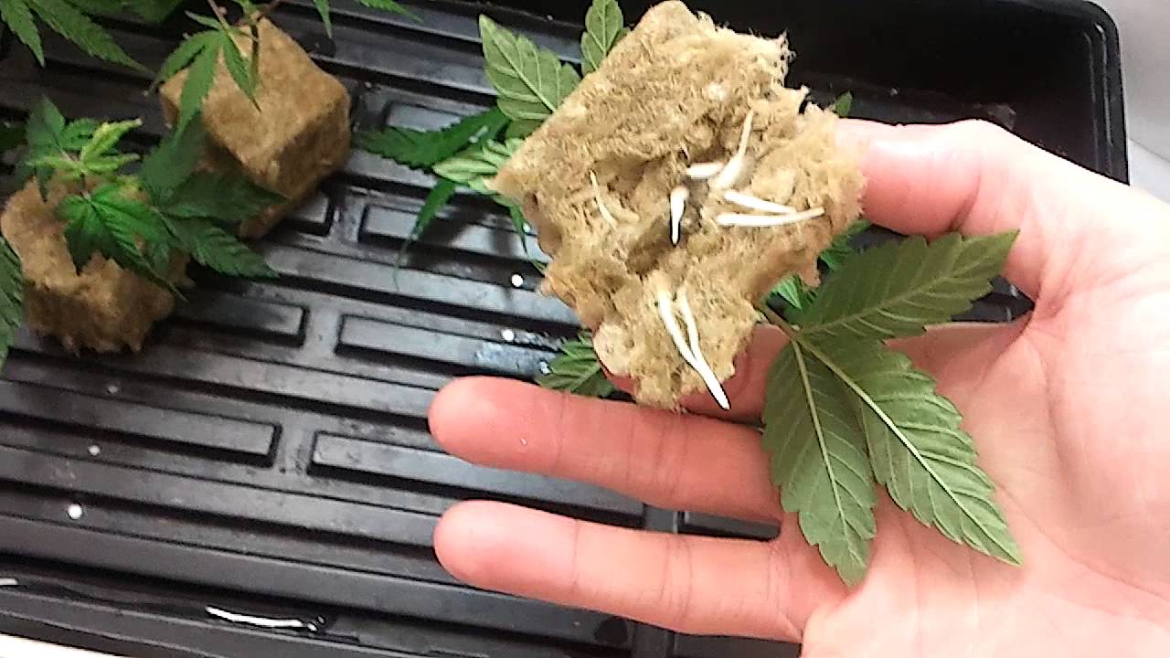 Platinum Afgoo wax = Sleepy Time!