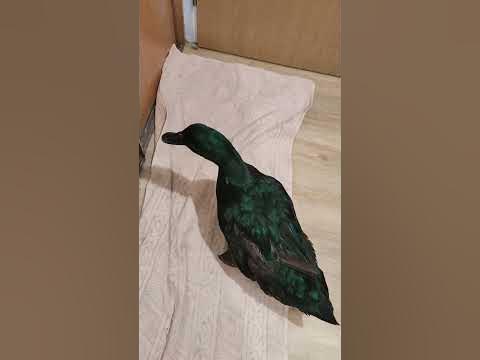 Kaczka kłóci się ze mną 😅🦆🥰 śmiesznezwierzęta kaczor kaczka
