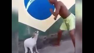 Dog dancing