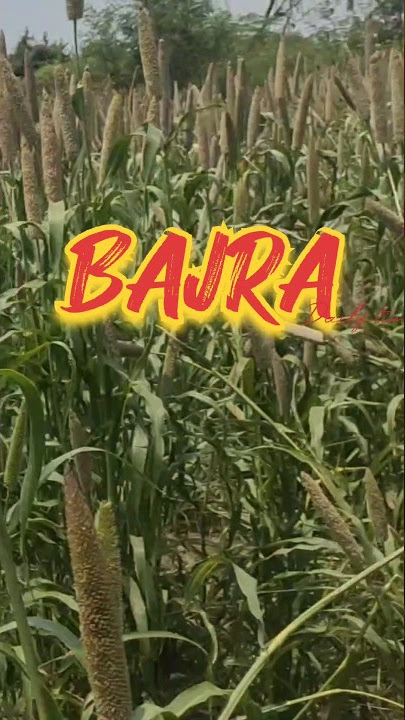 PEARL MILLET l #bajra #shorts