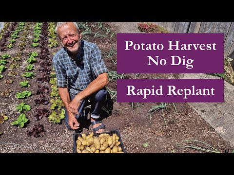 Potato Harvest No Dig and Rapid Replant of Leeks, 4th July