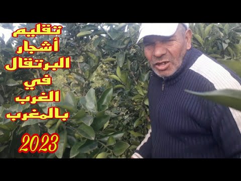 المغرب الأخضر كيفية تقليم أشجار البرتقال في الغرب بالمغرب 2023