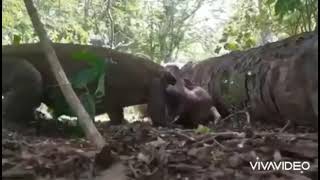 Komodo ejderi hamile geyigin yavrusunu canlı canlı yiyor 🔞🔞🔞