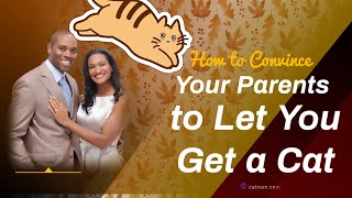 How to Convince Your Parents to Let You Get a Cat