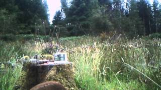 roe deer on salz paste salt lick hunting solutions