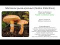 Масленок рыже-красный (Suillus tridentinus)