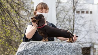 Dachshund wire-haired caninchen, (такса жесткошерстная кроличья)Ornella 6 m.old