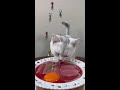 #CuteKitten #HealingKitten #SuchAdorableKitten #HavingAPetIsSoHappy #MysteriousCatBehavior