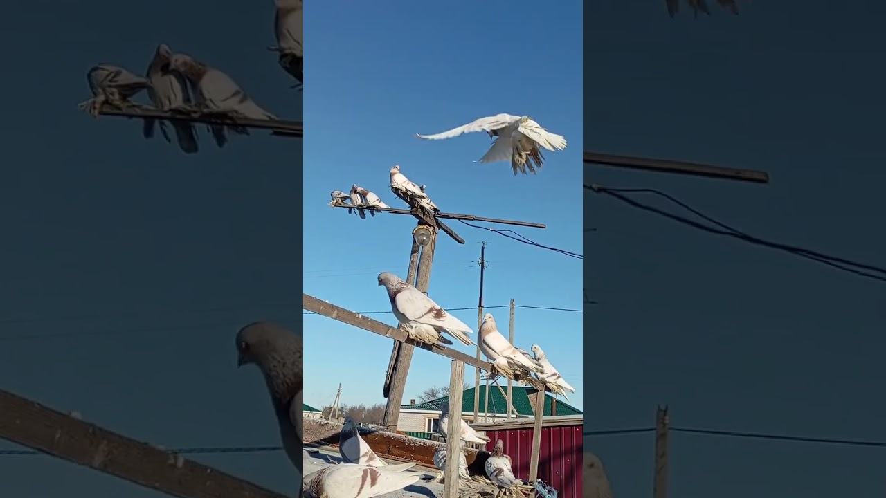 #голуби