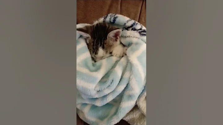Blanket Sucker