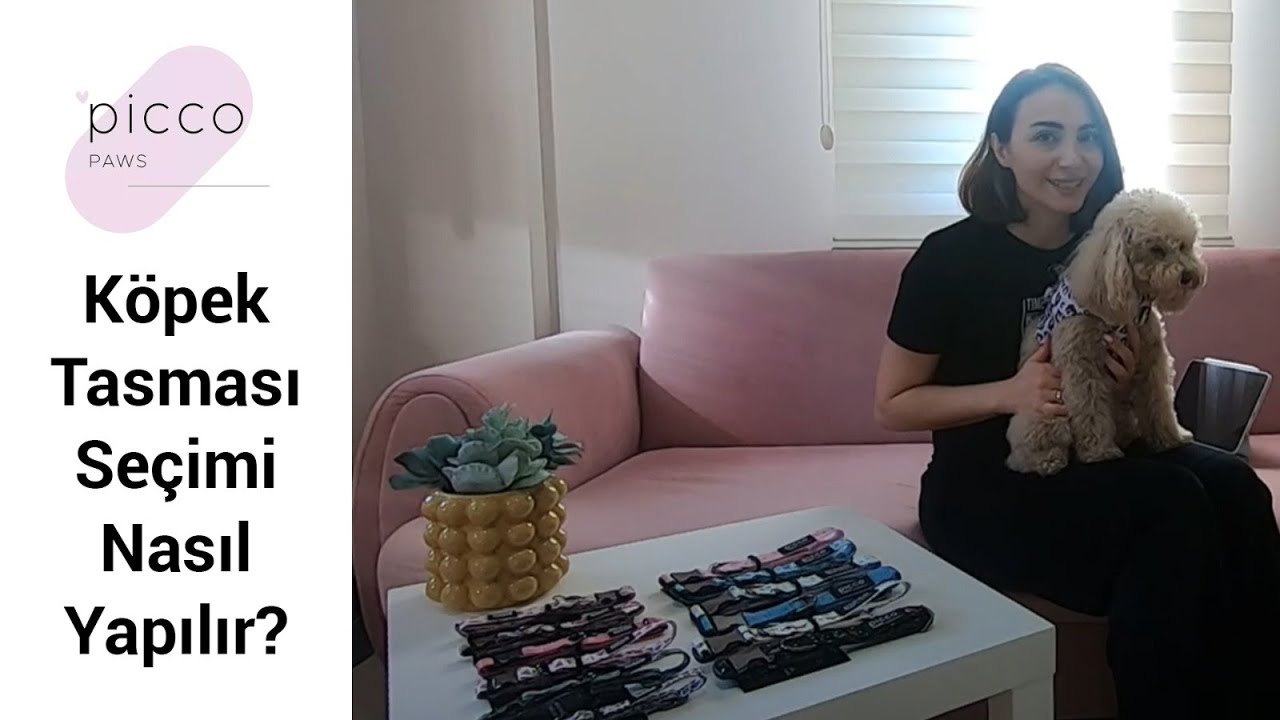 Köpek Tasması Seçimi Nasıl Yapılır? YouTube