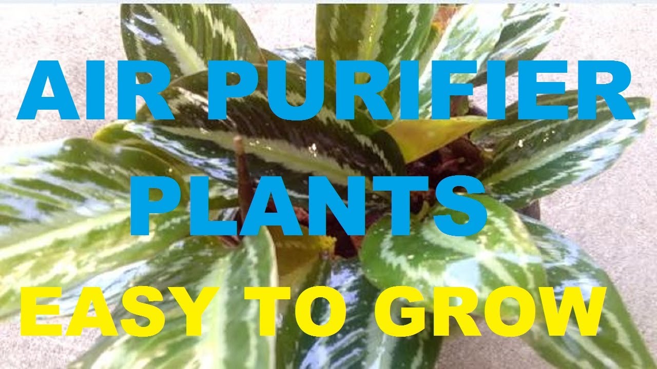 BEST AIR PURIFIER PLANTS GARDEN PLANTS GARDENING PHILIPPINES YouTube