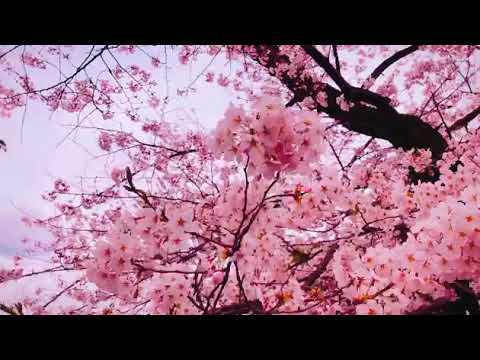 Sakura 桜の花 | Cherry blossom | Relationship with nature