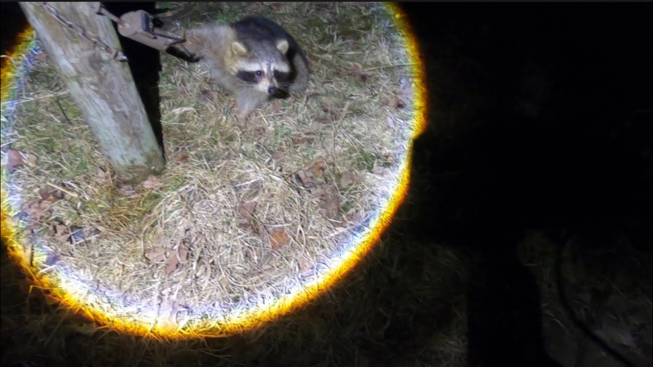 Predator Control Racoons Checking Racoon Traps ! #Trapping #Racoons #PredatorControl #Saving ...