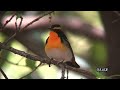 キビタキの鳴き声　Narcissus　Flycatcher