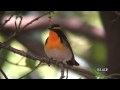 キビタキの鳴き声　Narcissus　Flycatcher