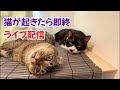 猫が起きたら即終了