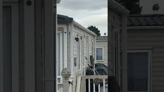 Seagull Chicks Learn To Fly.