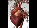 আমাদের হার্টের প্রধান কাজ জেনে নিন / Heart / Cardiac #heart #cardiac #heartdisease #healthtips #gk