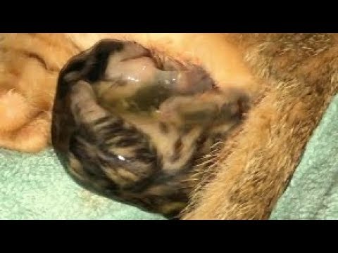 I Was So Scared Kitten Is Born In Sack Youtube